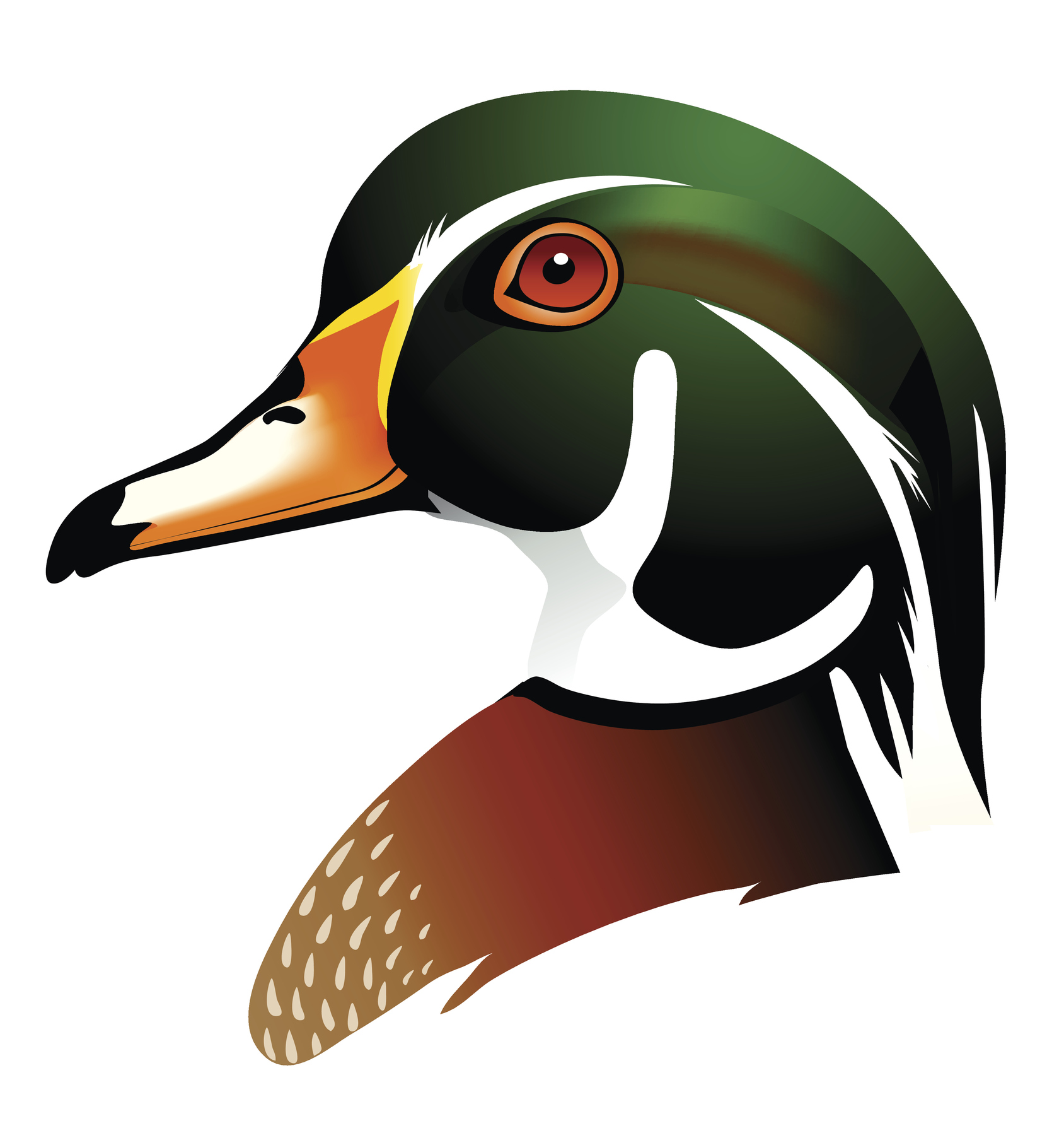 Wood Duck Head